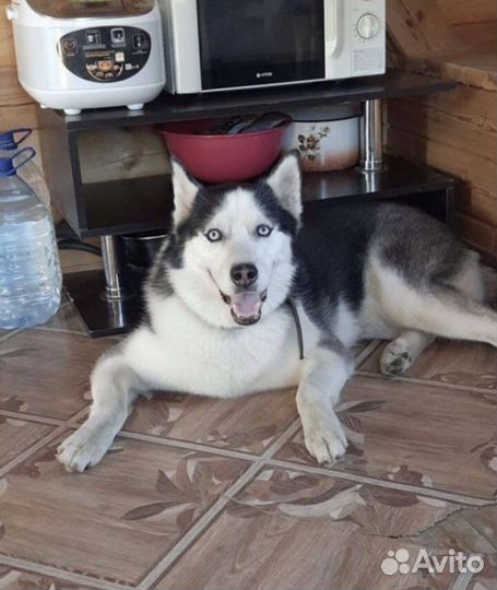 Передержка собак