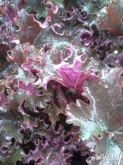 Гейхера гибридная Принц