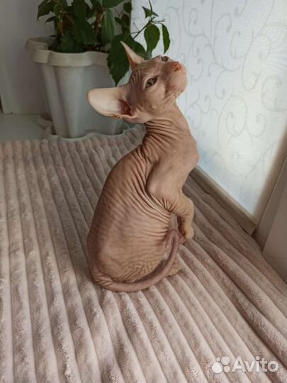 Донской сфинкс