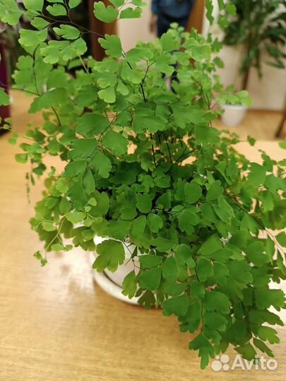 Папоротник,Венерин волос