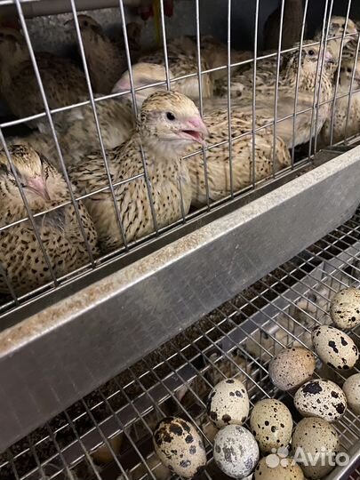 Яйцо перепелиное домашнее