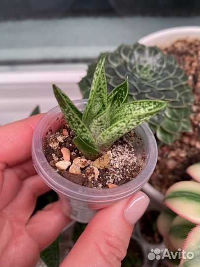 Суккулент Хавортия