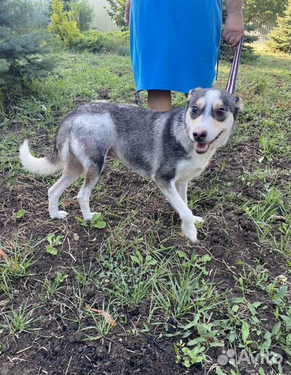 Сибирский хаски