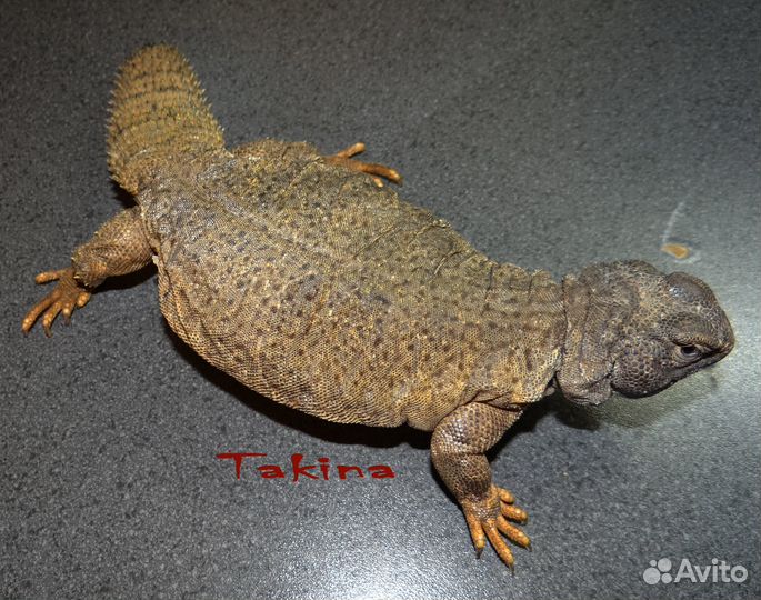 Агама Южно-Сахарская