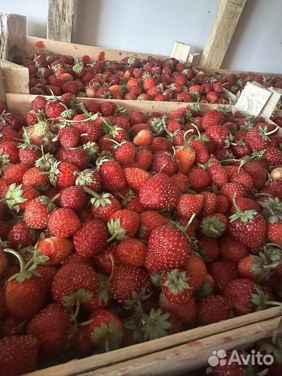 Клубника из Киргизии свежая