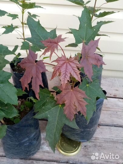 Клен остролистный Роял Ред зкс(2литра)