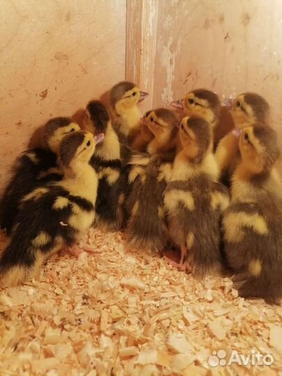 Циплята. Индоутята