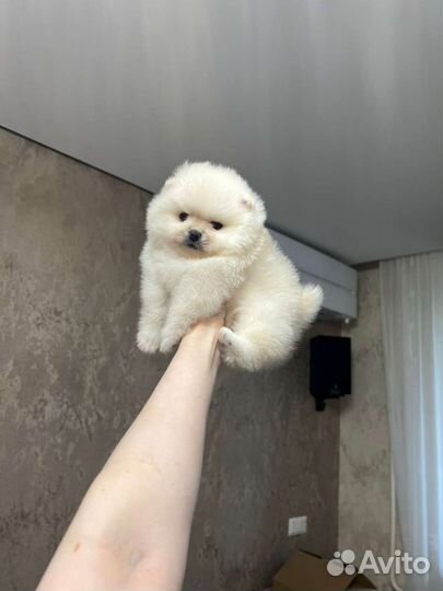 Померанский шпиц мини