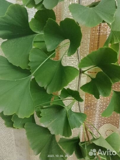 Гингобелоба лист лечебное растение