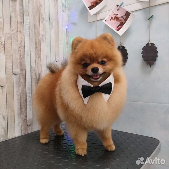 Стрижка собак и кошек,тримминг, московский р-н