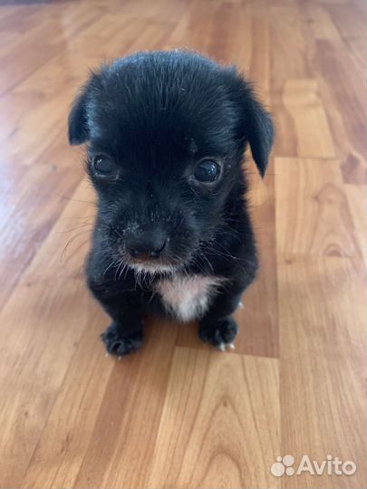 Щеночки девочки