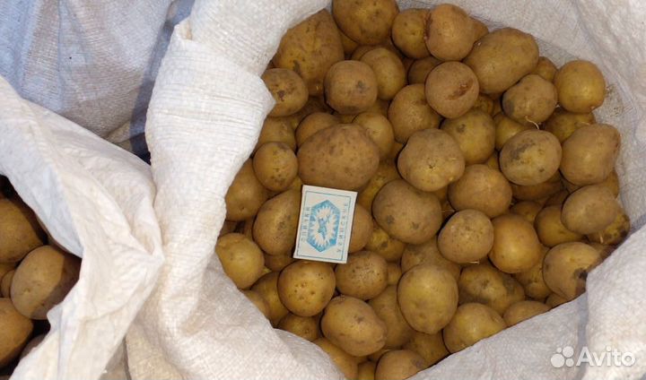 Продам мелкий картофель