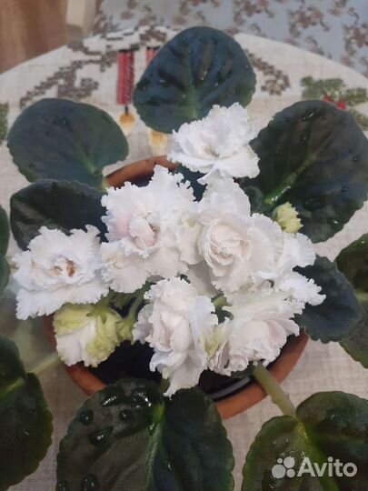 Фиалка в горшках