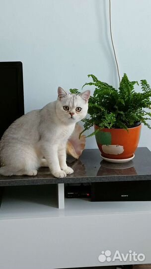 Кот британец серебристый шиншила на вязку