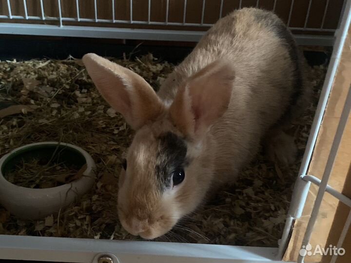 Декоративные кролики