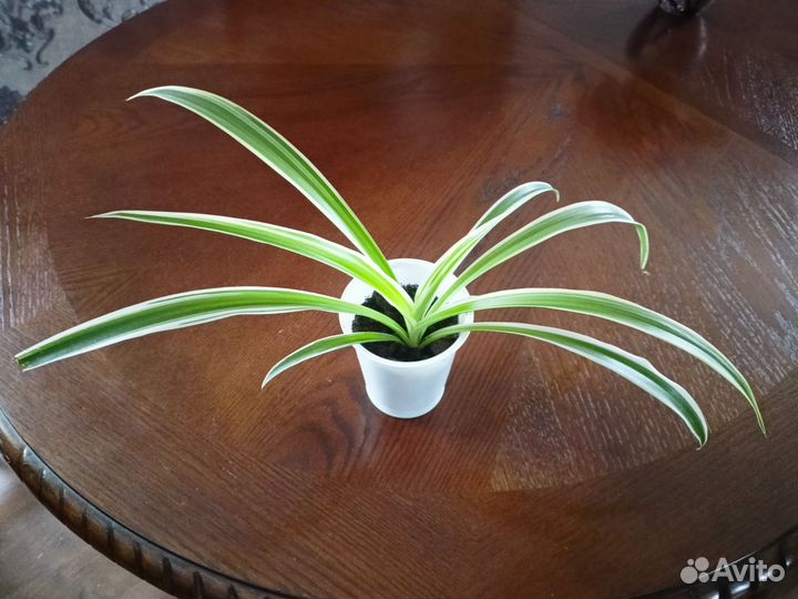 Хлорофитум