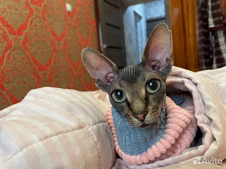 Кошка сфинкс