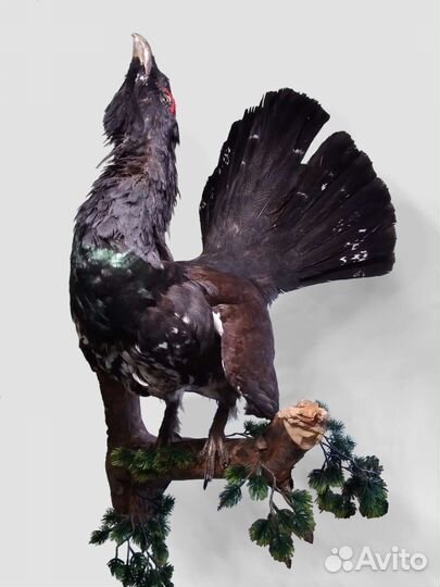 Таксидермия птиц, изготовление скелетов и черепов