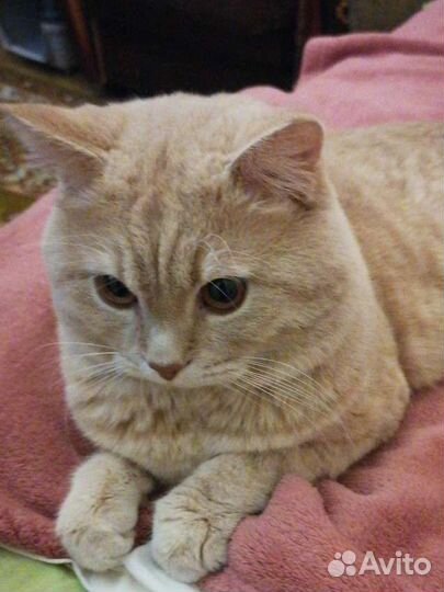 Кремовый Шотландец-вязка