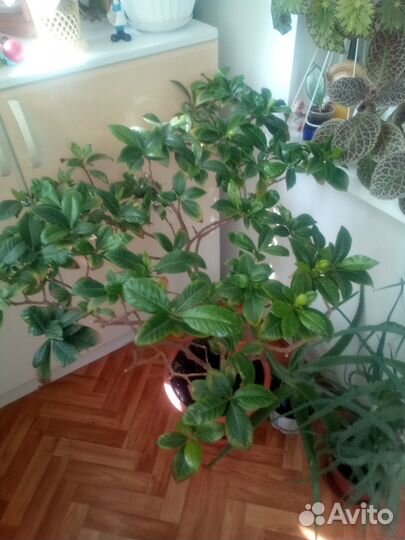 Гардения жасминовидная