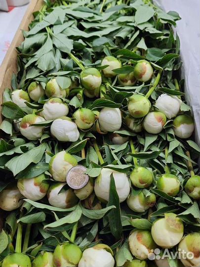 Пионы цветы коробка опт доставка цветы Москва