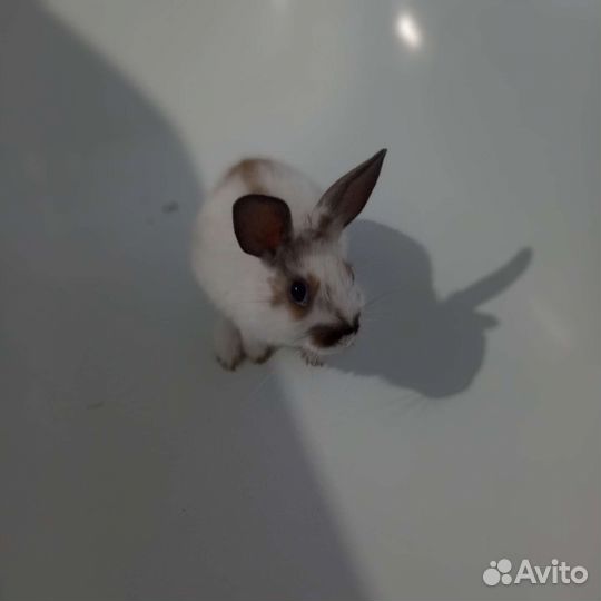 Декоративный кролик