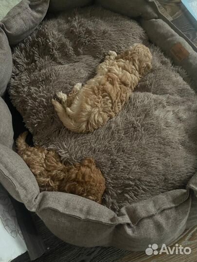 Щенки той пуделя