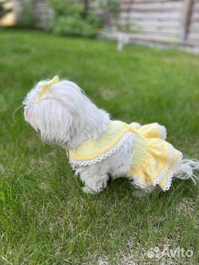 Одежда для маленьких собак