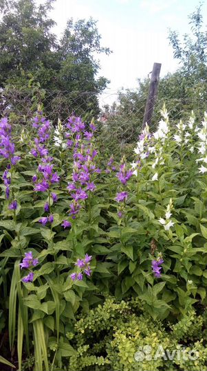 Цветы садовые