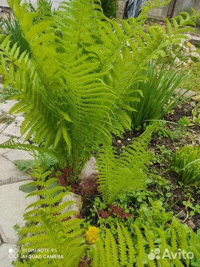 Папоротник