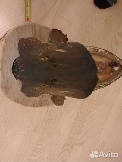 Чучело щуки 9 кг, 100 см. 33х28х28 см