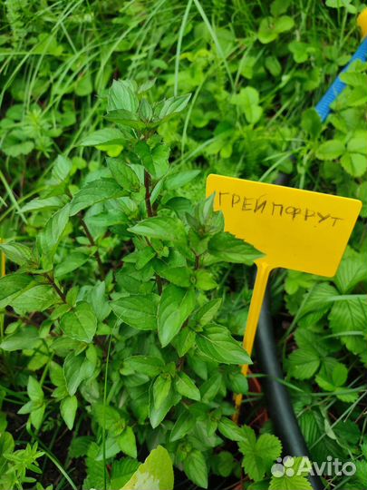 Мята сортовая