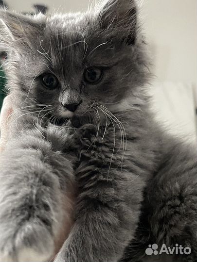 Котенок