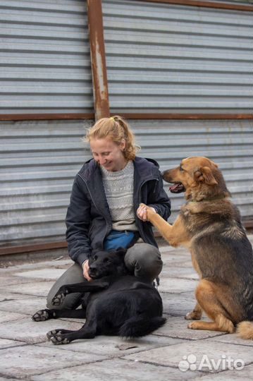 Зоопсихолог Кинолог Специалист по поведению
