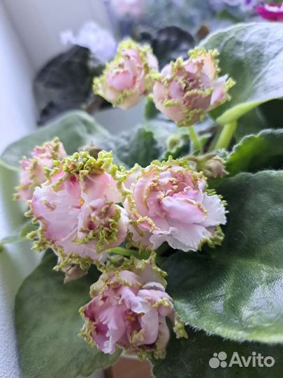 Сртовые фиалки