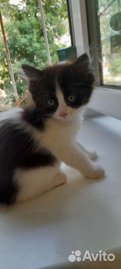 Кошка в дар бесплатно