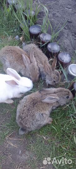 Серый великан