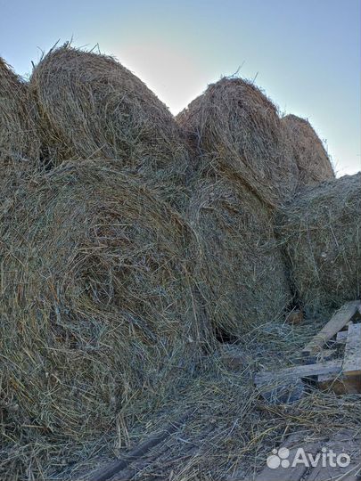 Продам сено в рулонах
