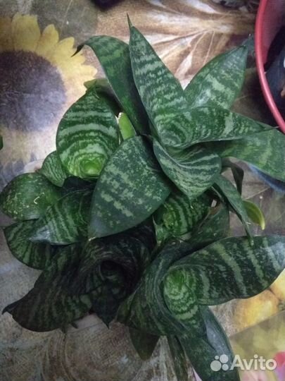 Комнатные растения разные