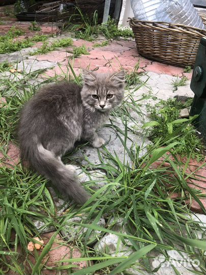 Кошка в дар бесплатно