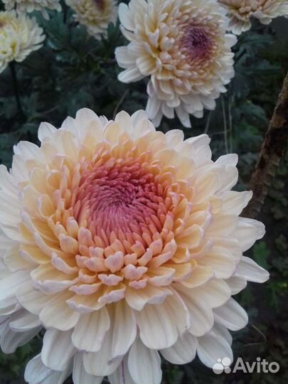 Хризантема мелкоцветная крупноцвет рассада черенок