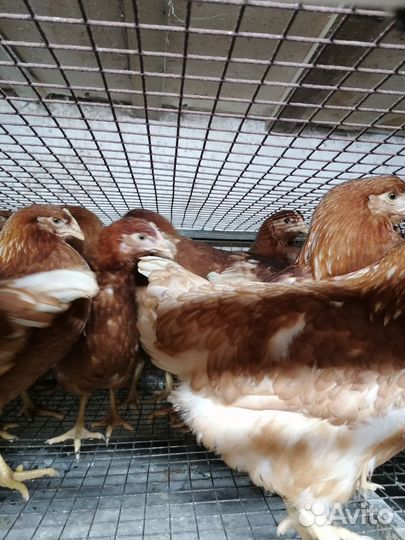 Молодые куры