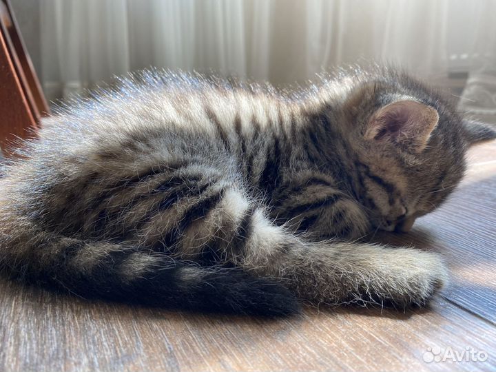 Кошечка 1,5 месяца