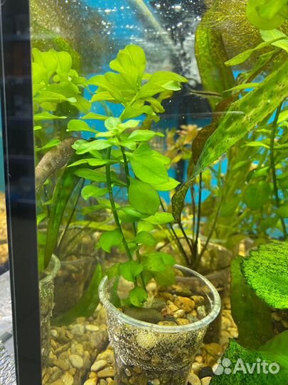 Живые растения для аквариума
