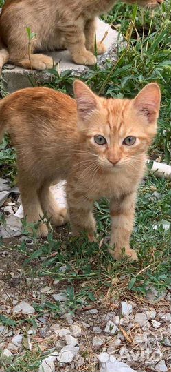 Рыжик, в самые добрые руки