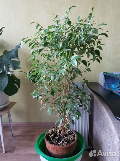 Фикус Бенджамина вариегатный