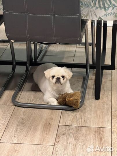 Вязка пекинес