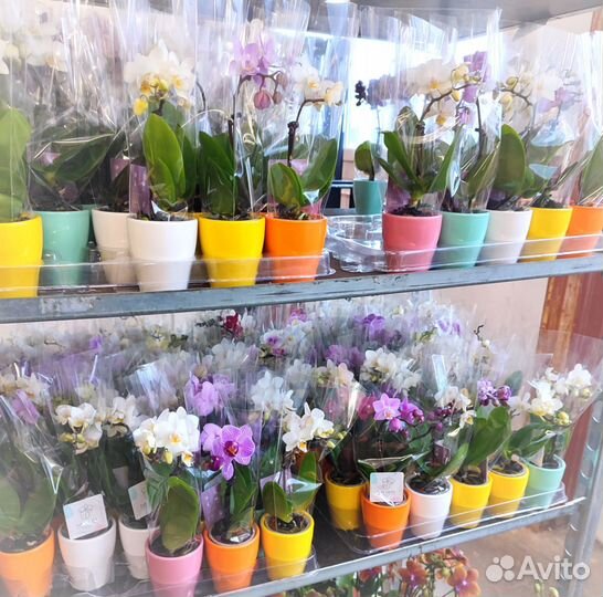 Орхидея миниатюрная