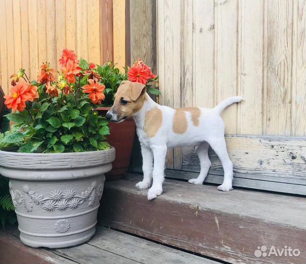 Готов к вязке