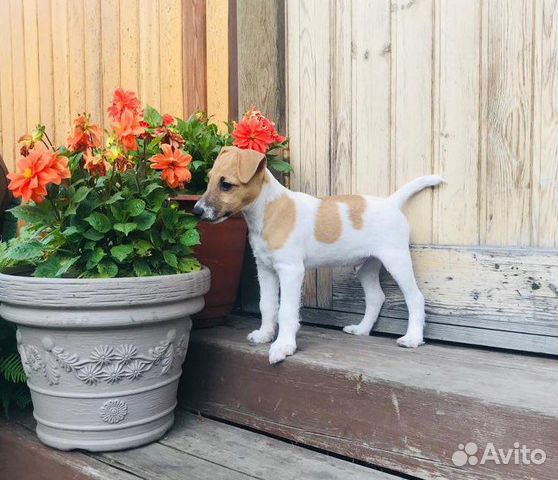 Готов к вязке